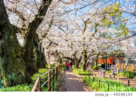 東京 千鳥ヶ淵の桜(早朝) 東京 千鳥ヶ淵の桜(早朝) 49596193