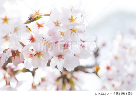 桜 さくら 桜 さくら 49596309