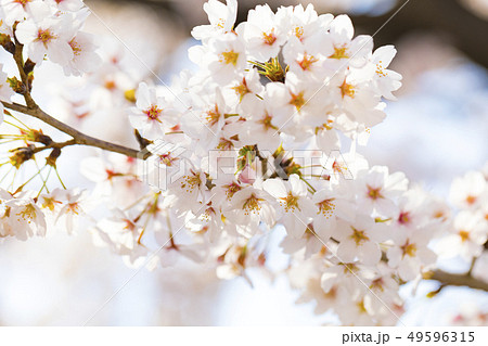 桜 さくら 49596315