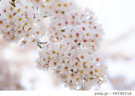 桜 さくら 49596316