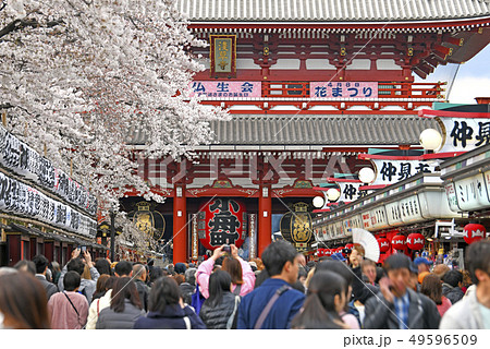日本の東京都市景観  満開の桜と浅草寺 49596509
