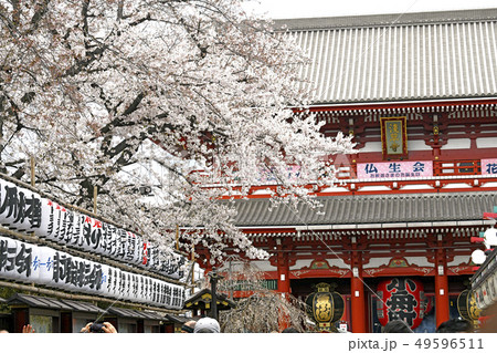 日本の東京都市景観  満開の桜と浅草寺 49596511