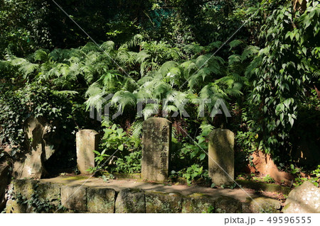 風景 観光 風 49596555