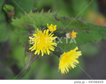 花 花 49596609