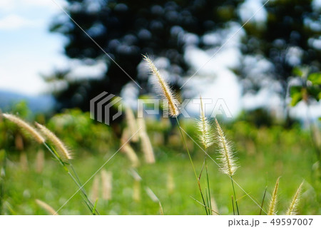 Tall grass flower in meadow and bright light, soft Tall grass flower in meadow and bright light, soft 49597007