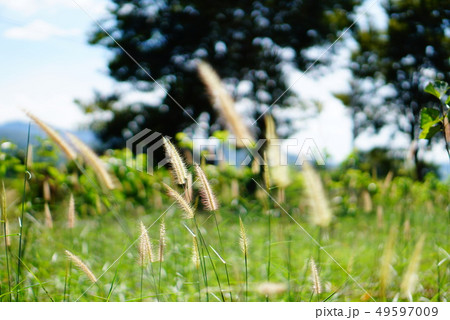 Tall grass flower in meadow and bright light, soft Tall grass flower in meadow and bright light, soft 49597009