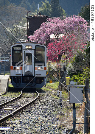 名松線　伊勢奥津　桜 49597105