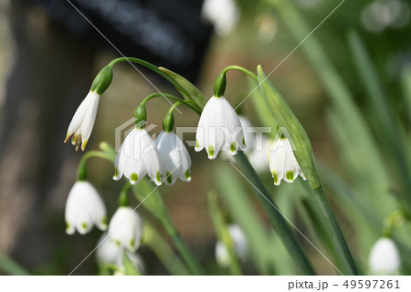 スノーフレーク 49597261