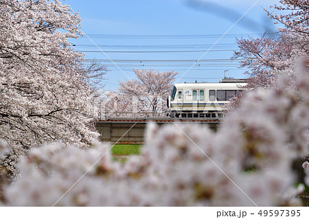 桜と221系電車 49597395