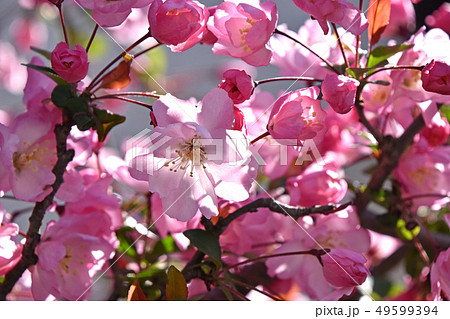 日本特価 インテリア フォト 写真 花（海棠） aoi-houkan.jp