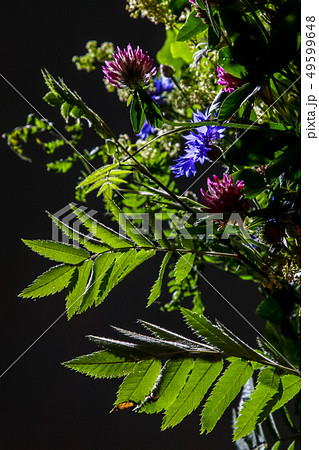 Floral bouquet from wild summer flowers. Floral bouquet from wild summer flowers. 49599648
