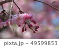 桜 49599853