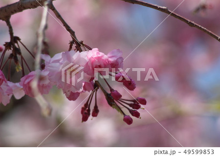 桜 桜 49599853