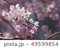 桜 49599854