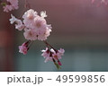 桜 49599856