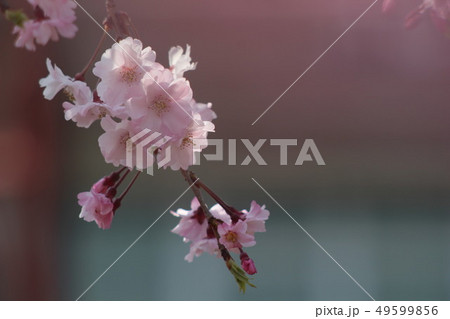 桜 49599856