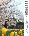 桜 49599858