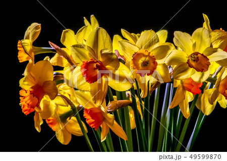 Yellow daffodil flowers on dark background. Yellow daffodil flowers on dark background. 49599870