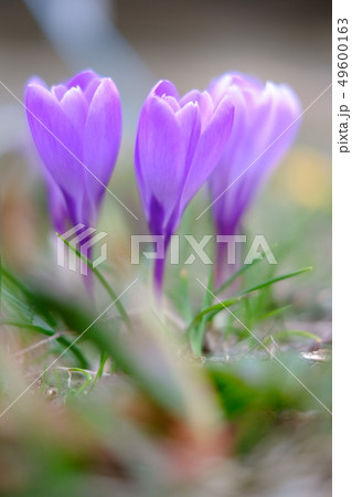 春の花 クロックスの写真素材