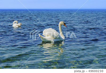 Two White Swans on the Black sea. Two White Swans on the Black sea. 49600230