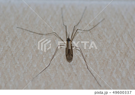 ガガンボ 49600337