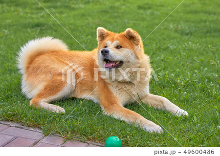 Dog Laika llies on the green grass close-up Dog Laika llies on the green grass close-up 49600486