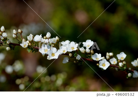 ユキヤナギの花 49600532
