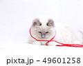 フラれてしゅんとする白猫 49601258