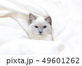 布団に包まる白猫 49601262