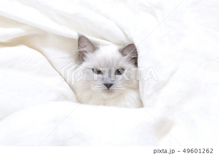 布団に包まる白猫 49601262