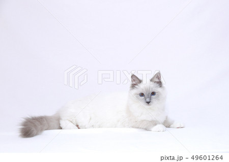 ぷっくりした白猫 49601264