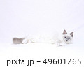 横たわる白猫 49601265
