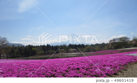 富士山と芝桜 富士山と芝桜 49601419