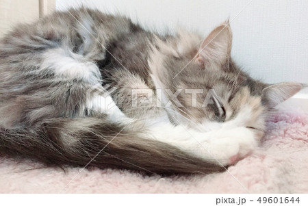 まるまって寝るねこのイメージ まるまって寝るねこのイメージ 49601644