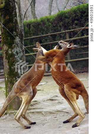 カンガルーのバトル 4の写真素材