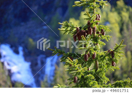 Fir tree with cones Fir tree with cones 49601751