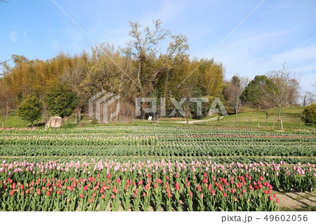 馬見丘陵公園の春景色 49602056