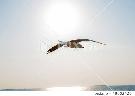 Seagull flying at sunlight. Seagull flying at sunlight. 49602429
