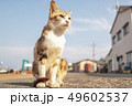 広告にありそうな猫さん 49602537
