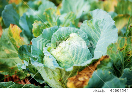 Cabbage and dries leaves in farm. 49602544