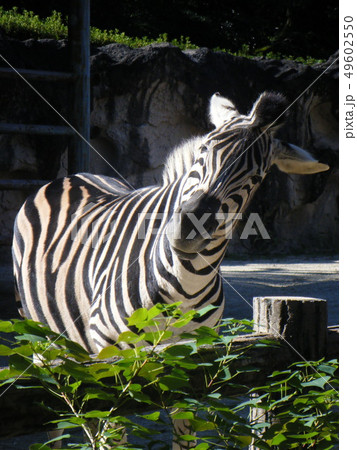 首を傾げるシマウマ 首を傾げるシマウマ 49602550