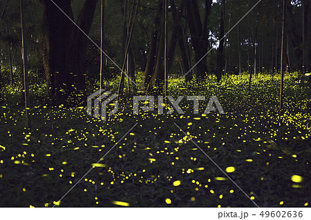 【夏イメージ】ヒメボタルの乱舞 49602636