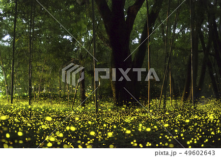 【夏イメージ】ヒメボタルの乱舞 49602643