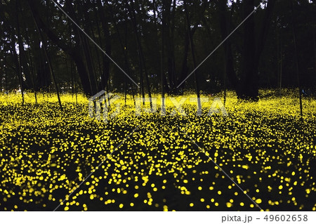 【夏イメージ】ヒメボタルの乱舞 49602658