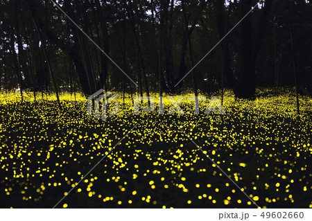 【夏イメージ】ヒメボタルの乱舞 49602660