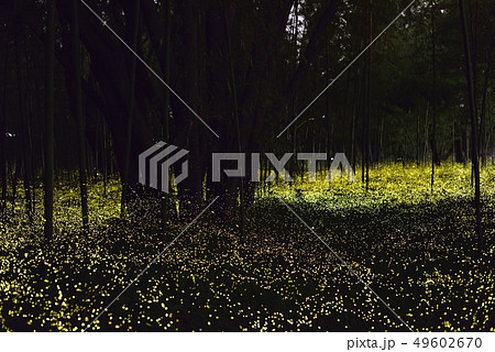 【夏イメージ】ヒメボタルの乱舞 49602670