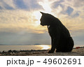 黒猫さんと夕暮れ 49602691