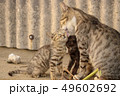 家族の愛 49602692
