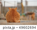 悲しい後ろ姿 49602694