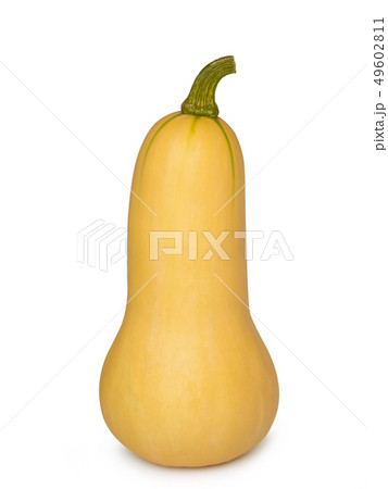 Fresh Butternut Pumpkin on white background. Fresh Butternut Pumpkin on white background. 49602811